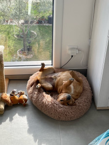 Photo de galerie - Garde chien
