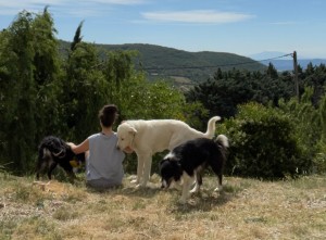 Photo de galerie - Les trois chiens de cher mes parent avec lequel j’ai vécu et que je continue de promener de m’occuper dès que je retourne les voir 