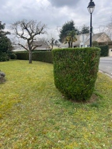 Photo de galerie - Taille de haies et d'arbustes