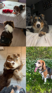 Photo de galerie - Voici quelques chiens que j’ai eu l’occasion de garder :) 