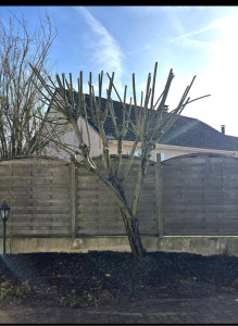 Photo de galerie - élagage 