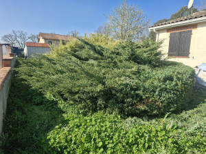 Photo de galerie - Taille d'un genévrier avant 