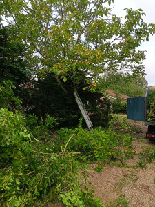 Photo de galerie - Elagage et coupe d'arbres
