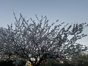Photo de galerie - Taille d'arbre fruitiers dans les règles de l'art