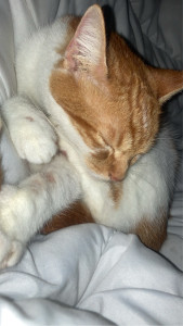 Photo de galerie - Garde de chat 