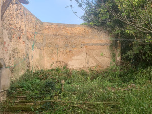 Photo de galerie - Mur envahis par la glycine APRES 