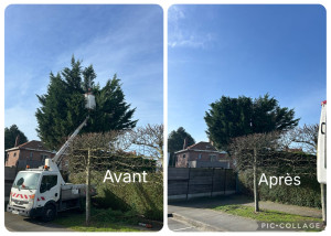 Photo de galerie - Etêtage d’un sapin