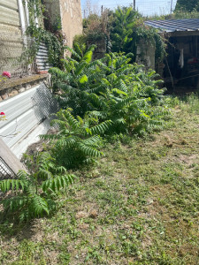 Photo de galerie - Tonte de pelouse - Débroussaillage