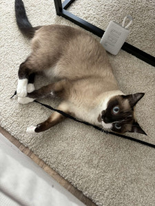 Photo de galerie - Garde chat