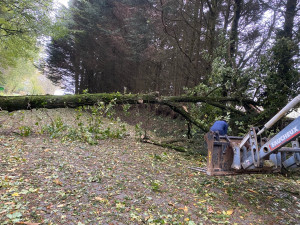 Photo de galerie - Abattage d’arbre durant la tempête 
