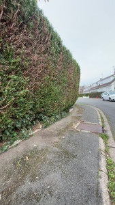 Photo de galerie - Taille de haies et d'arbustes