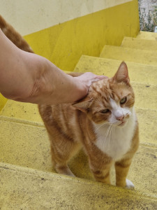 Photo de galerie - Garde animaux