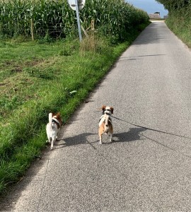 Photo de galerie - Les 2 chiens adorables en Balade avec nous 