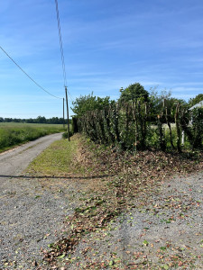 Photo de galerie - Rabattage d’une haie après 