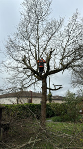 Photo de galerie - Elagage et coupe d'arbres