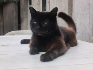 Photo de galerie - ChatChatte Sur la Table Dans Le Jardin