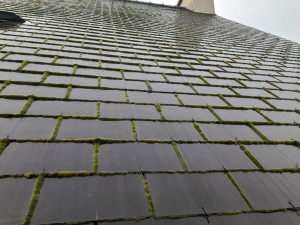 Photo de galerie - Traitement anti-mousse