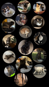 Photo de galerie - Tout les lions ;)