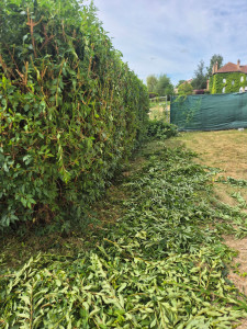 Photo de galerie - Taille de haies et d'arbustes