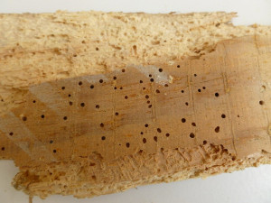 Photo de galerie - Dégât liée a la vrillette du bois, application d'un insecticide sur les poutres en bois de votre maison 