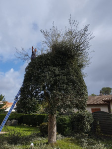 Photo de galerie - Taille d'un chêne vert