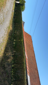 Photo de galerie - Taille de troène 