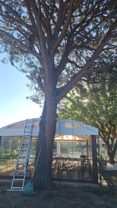 Photo de galerie - Elagage et coupe d'arbres