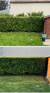 Photo de galerie - Taille de haies et d'arbustes
