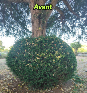 Photo de galerie - Avant: Taille d'un If (Taxus Baccata)