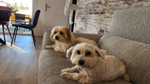 Photo de galerie - Garde chien