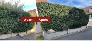 Photo de galerie - Taillage de haie