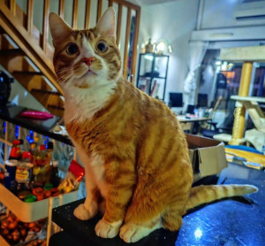 Photo de galerie - Garde chat