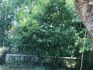 Photo de galerie - Tonte de pelouse - Débroussaillage