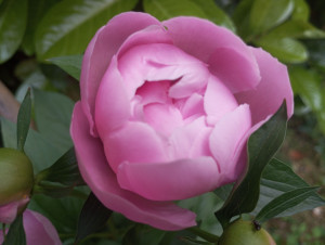 Photo de galerie - Floraison pivoine