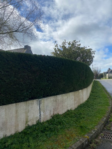 Photo de galerie - Taille d’une haie de cyprès 