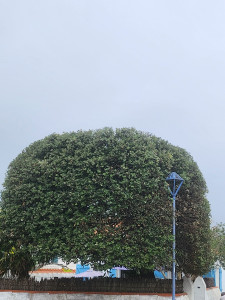 Photo de galerie - Taille et formation d'un Chêne vert.
