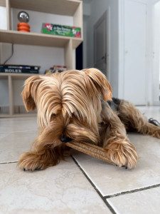 Photo de galerie - Garde chien