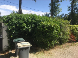 Photo de galerie - Haie à tailler