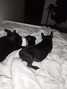 Photo de galerie - Garde animaux