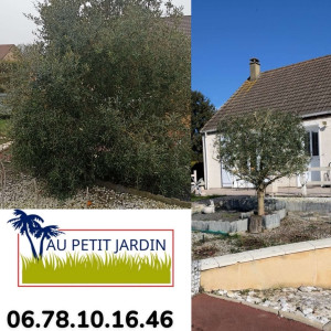 Photo de galerie - Taille d’un Olivier 