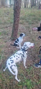 Photo de galerie - Garde chien