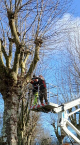 Photo de galerie - Elagage avec nacelle.