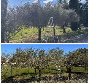 Photo de galerie - Elagage et coupe d'arbres