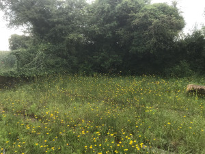 Photo de galerie - Elagage et coupe d'arbres