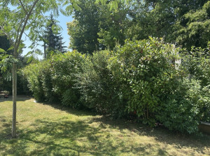 Photo de galerie - Avant la taille