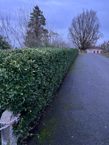 Photo de galerie - Paysagiste - Aménagement du jardin