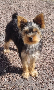 Photo de galerie - Toilettage