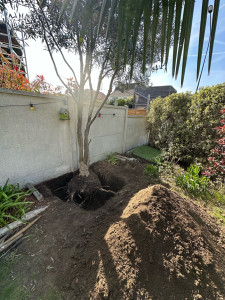 Photo de galerie - Olivier déplanté soigneusement avec conservation des racines, en vue d’une replantation