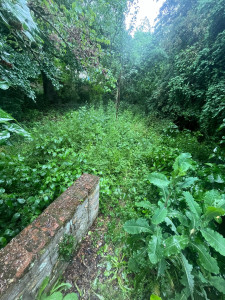Photo de galerie - Tonte de pelouse - Débroussaillage