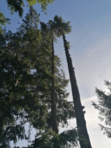 Photo de galerie - Chantier élagage au dessus d'un garage  avec rétention des branches  
